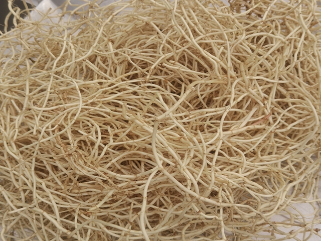 清洗鱼腥草